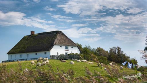 Schafe grasen friedlich vor einem schönen Reetdachhaus auf Pellworm