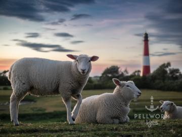 Schafe, Deich und Leuchtturm - das gehört zu Pellworm. Dieses Foto vereint diese drei Dinge in einer Aufnahme.